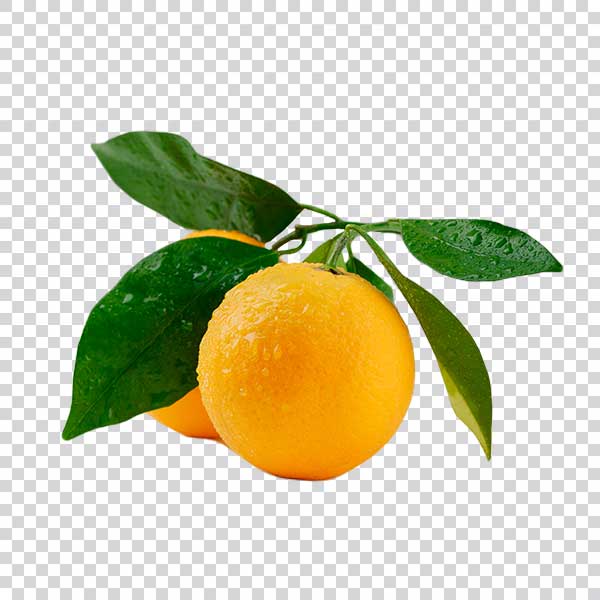 Fresh Oranges With Branch Side View PNG