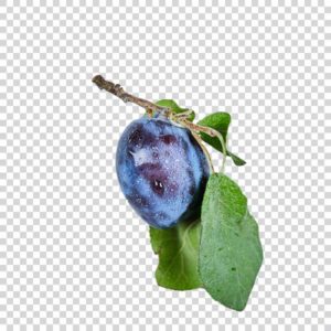 Fresh Plum With Leaf PNG