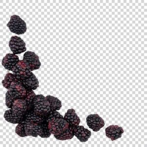 Photo Of Big Blackberries PNG