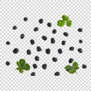 Photo Of Delicious Blackberries PNG