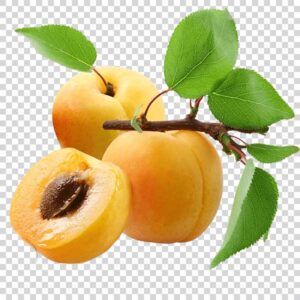 apricots-on-tree-png