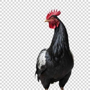 Adult Black Rooster PNG