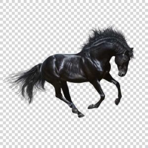 Beautiful Black Horse Galloping PNG