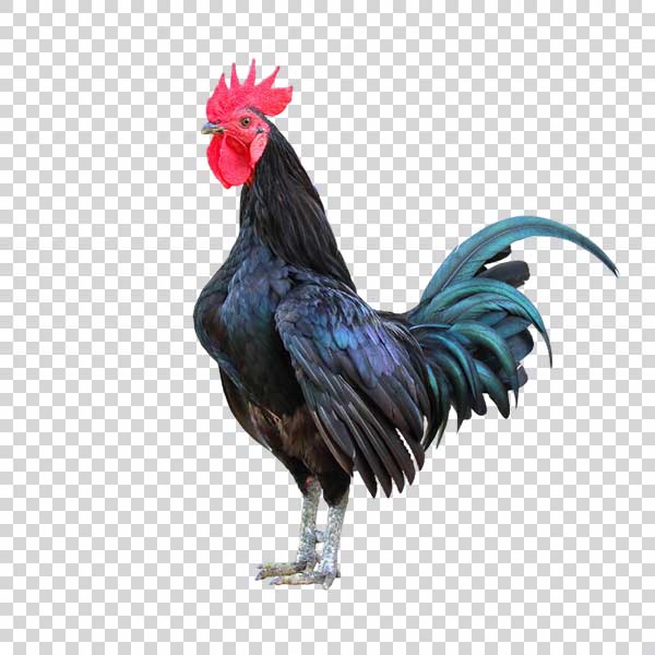 Beautiful Black Rooster PNG