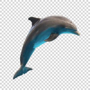 Beautiful Dolphin Jumping PNG