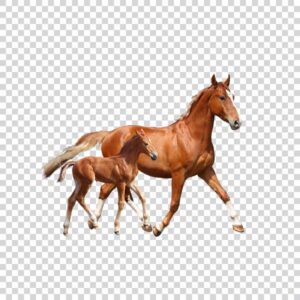 Beautiful Horse With Child Horse PNG