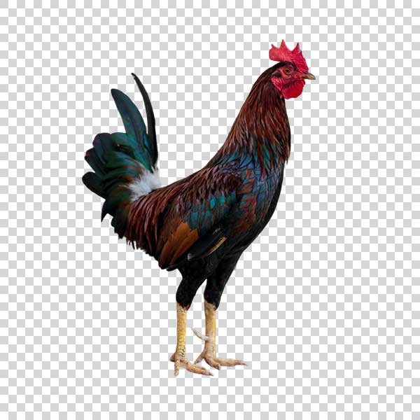 Beautiful Rooster With Elongated Body PNG