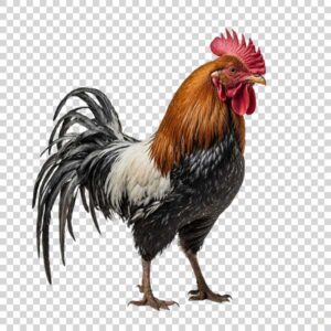 Big And Magnificent Rooster PNG