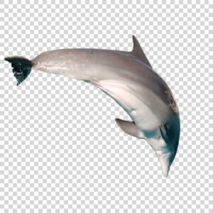 Big Cute Dolphin PNG