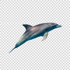 Big Dolphin Swimming In Underwater PNG