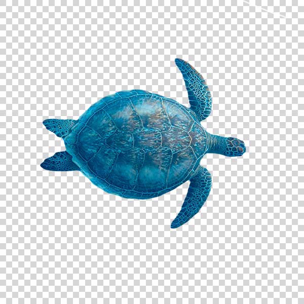 Big Turtle From Top View PNG