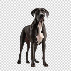 Black Great Dane Dog Standing Pose PNG