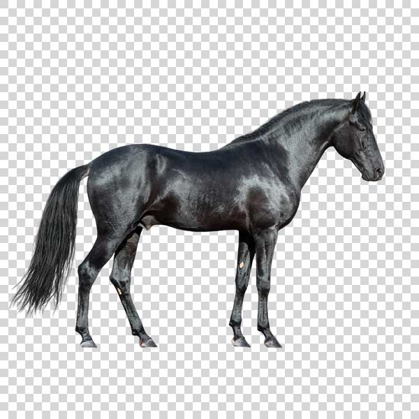 Black Horse With a Special Color PNG