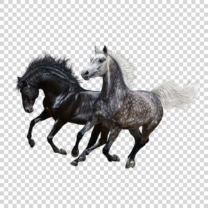 Black Horse With a Spotted Gray Horse PNG