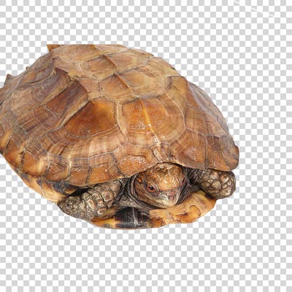 Brown Turtle Coming Out Of The Shell PNG