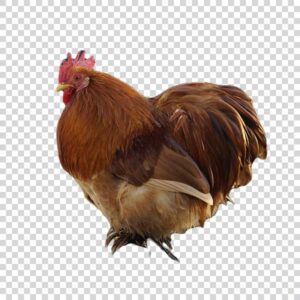 Close Up Shot Brown Rooster PNG