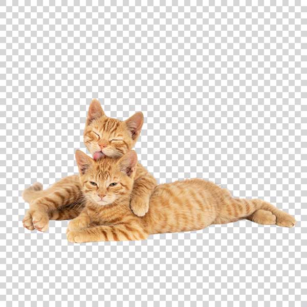 Closeup Shot Of Two Cute Cats PNG