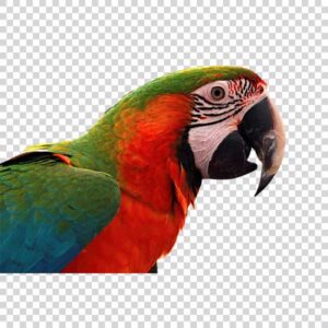 Colorful Parrot Side View PNG