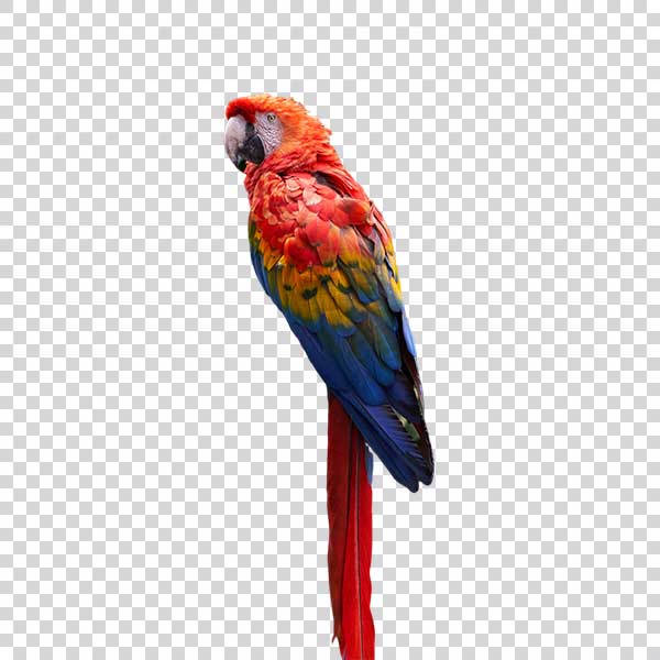 Colorful Parrot With Long Tail PNG