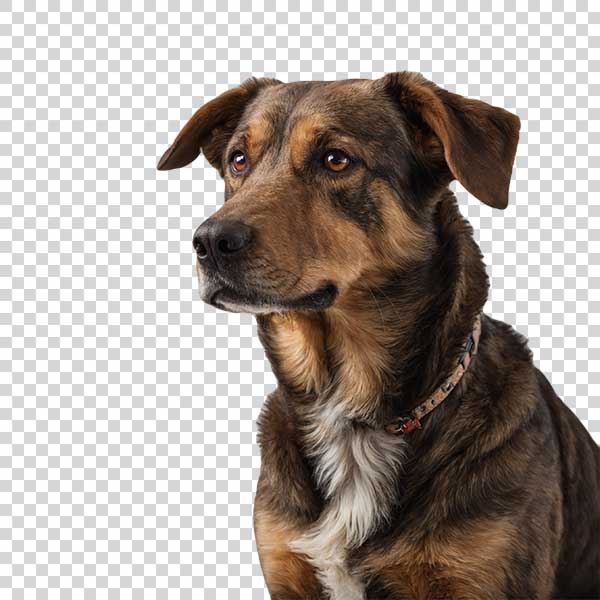 Cute Brown Dog PNG