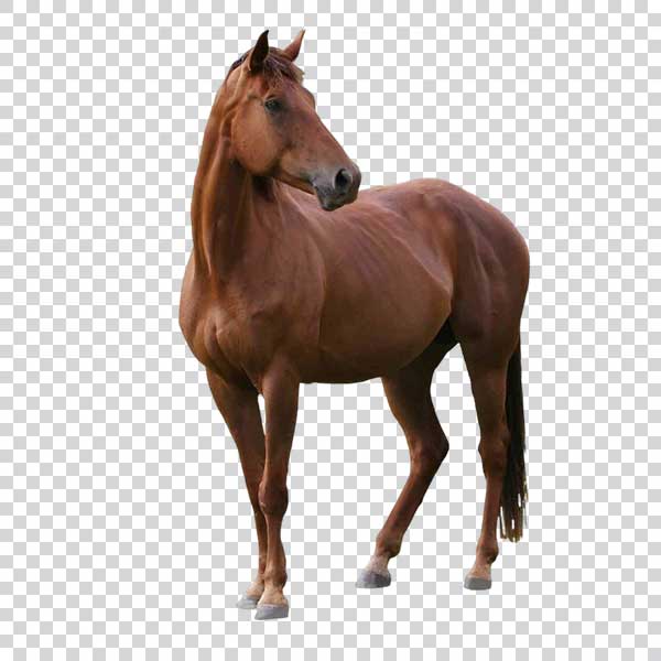 Cute Brown Horse PNG