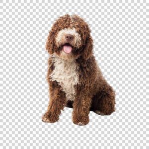 Cute Brown Poodle PNG