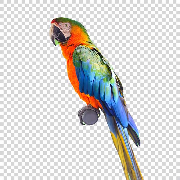 Cute Colorful Parrot PNG