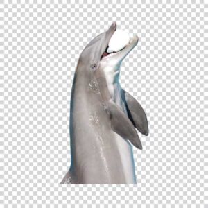 Cute Dolphin With a Ball PNG