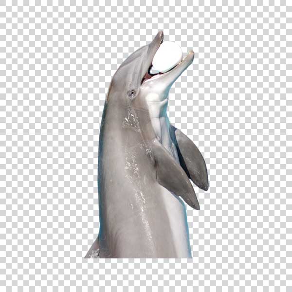 Cute Dolphin With a Ball PNG