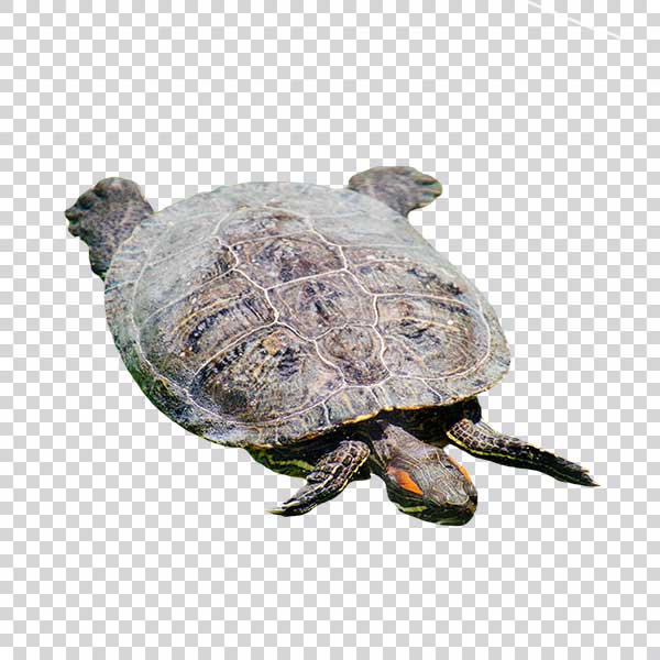 Cute Gray Turtle PNG