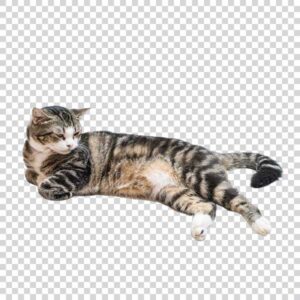 Cute Grey Cat PNG