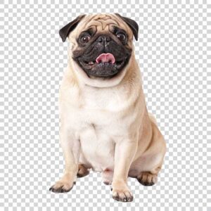 Cute Pug Dog PNG