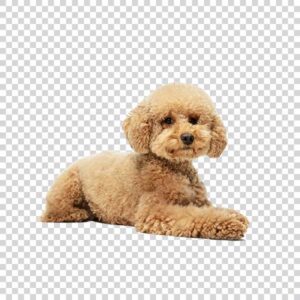 Cute Puppy Maltipoo Dog Posing Calmly Lying Down PNG