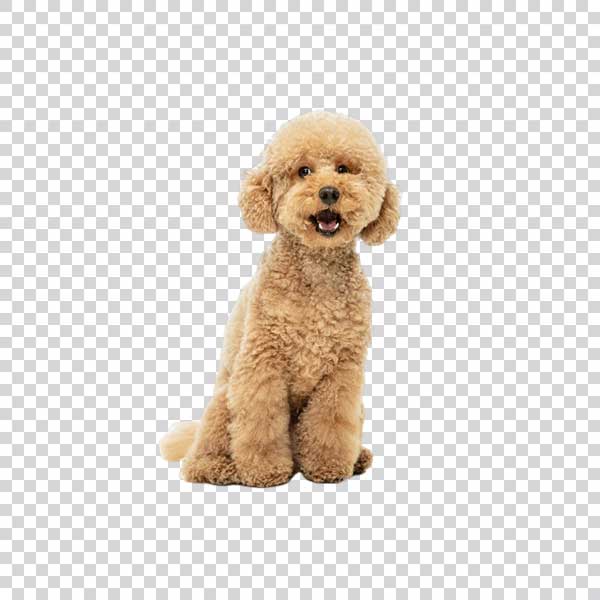 Cute Puppy Maltipoo Dog Standing PNG