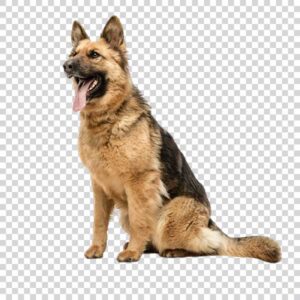 Cute Shepherd Dog Posing PNG