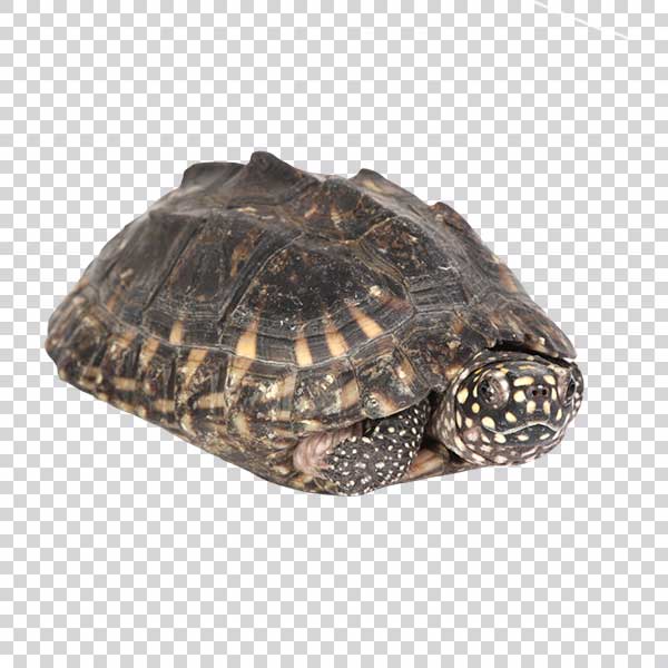 Cute Turtle Coming Out Of His Shell PNG