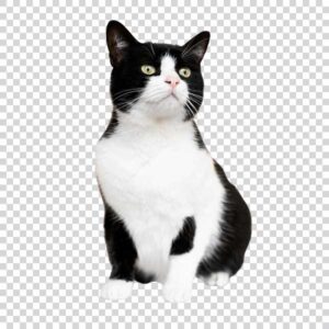 Cute White And Black Cat PNG