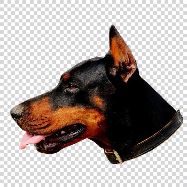 Doberman Dog Head Side View PNG