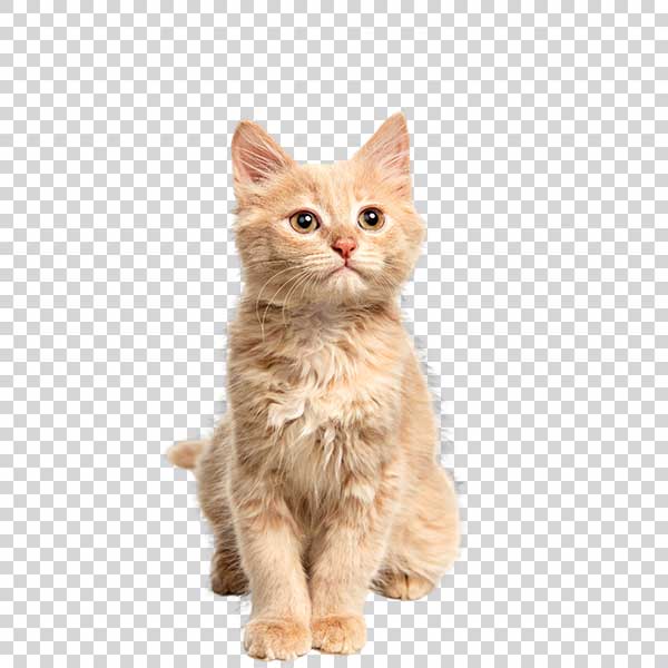 Front View Of Beautiful Cat PNG