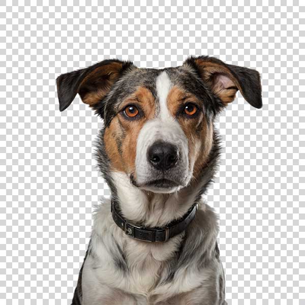 Front View Of Beautiful Dog With Brown Eyes PNG