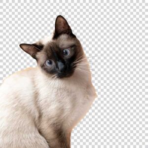 Front View Of Cute Cat PNG