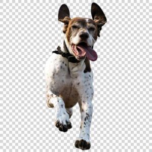 Front View Of Strong Dog Running PNG