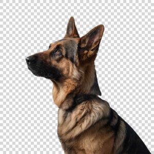 German Shepherd Dog Looking Up PNG