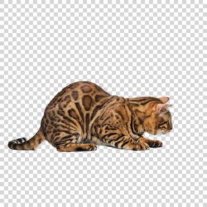 Gold Bengal Cat PNG