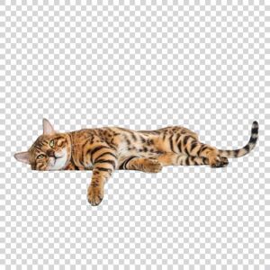 Gold Cute Cat PNG