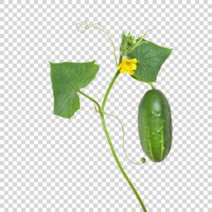 Green Cucumber With Leaves Flower PNG