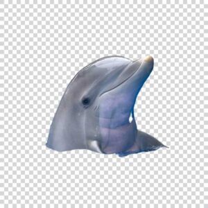 Head Of a Cute Dolphin PNG