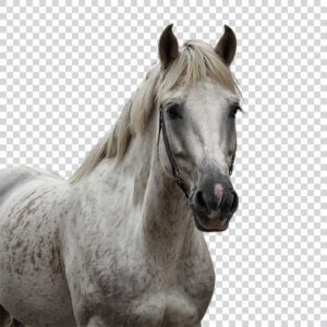 Horse Transparent Background PNG