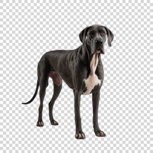 Magnificent Black Great Dane Dog PNG