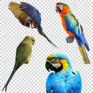 Parrot Category PNG